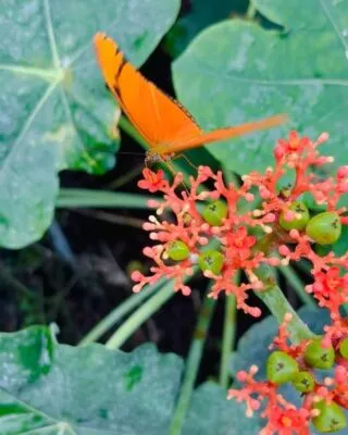 Big shout for The Horniman Museum. @hornimanmuseumgardens @le.relais.de.roquefereau Nathalie and Jade had a good four hours of wonderment. Sooo lovely to be reminded of the colours of insects and butterflies and fish. 💕❤️